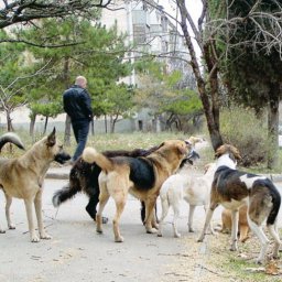 За два месяца животные покусали 162 человека