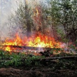 В Курске установлен особый противопожарный режим