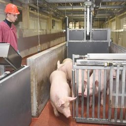 В Курской области производство свинины выросло более, чем в три раза