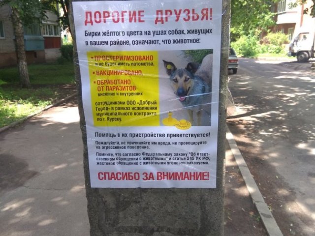 На улицах областного центра появились животные с желтыми бирками в ушах