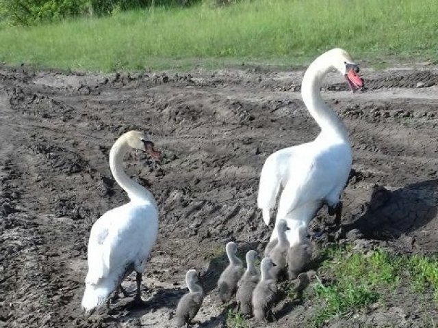 В Касторенском районе лебеди отправились в поход, чтобы найти новое место жительства