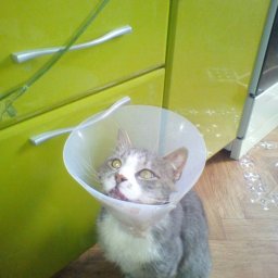 В Курске пожилой мужчина спас кота, над которым издевались дети В Курске пожилой мужчина спас кота, над которым издевались дети
