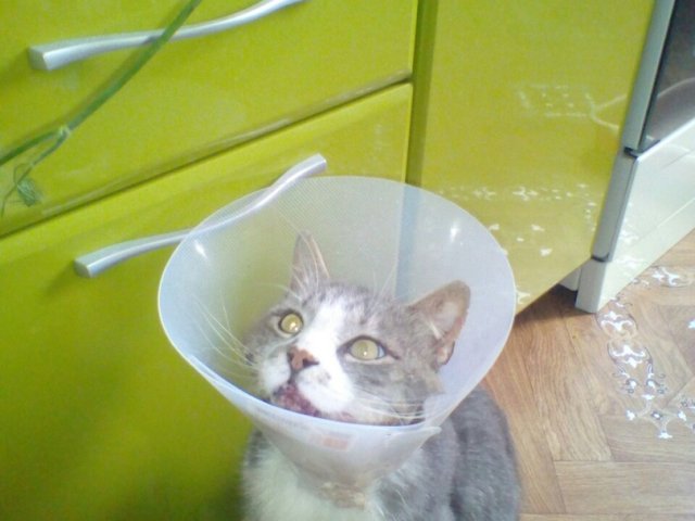 В Курске пожилой мужчина спас кота, над которым издевались дети