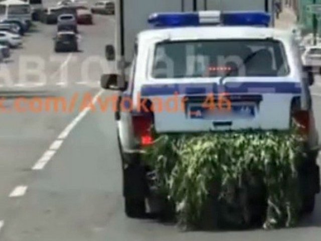 В курском УМВД прокомментировали видео  с полицейской машиной, набитой коноплей