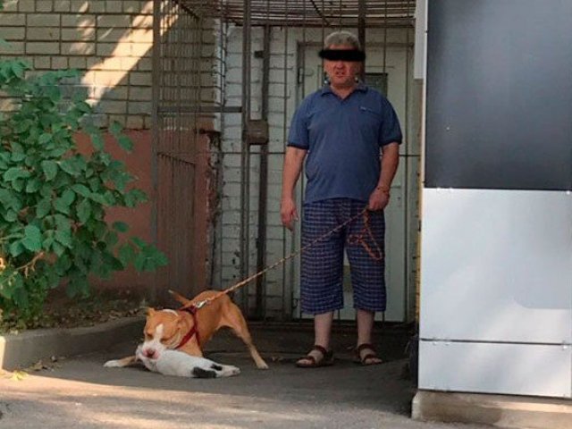 В Курске хозяин собаки, убившей кота, оштрафован на 5 тысяч рублей