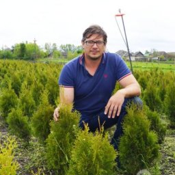 Курский фермер выращивает туи в Льгове Курский фермер выращивает туи в Льгове