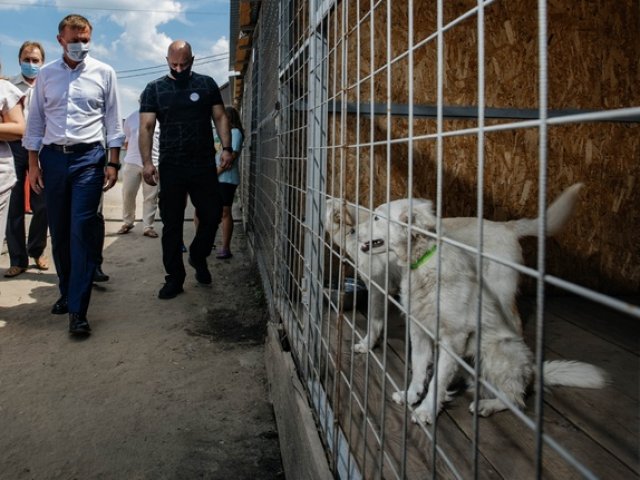 Губернатор Курской области подарил бездомным животным 350 кг корма