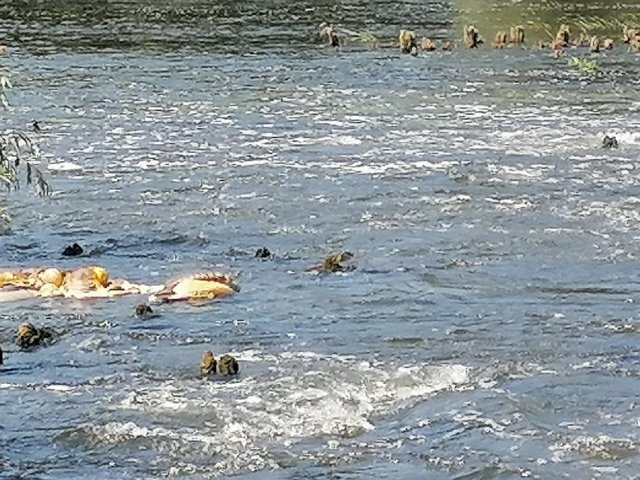 Жители Курской области жалуются на плавающий в Сейме труп коровы