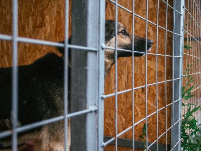 В курском приюте для животных «Право жить» 175 собак и 20 кошек