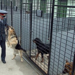 В курскую полицию требуются кавалеристы и кинологи В курскую полицию требуются кавалеристы и кинологи