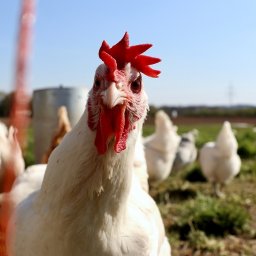 Из-за курских куриц в Калужской области уничтожили 21 тысячу птиц Из-за курских куриц в Калужской области уничтожили 21 тысячу птиц