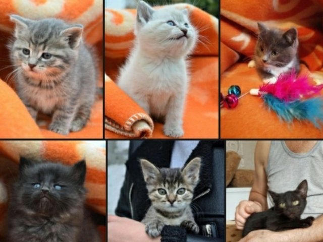 Курский приют для животных просит помочь оплатить услуги зоотакси
