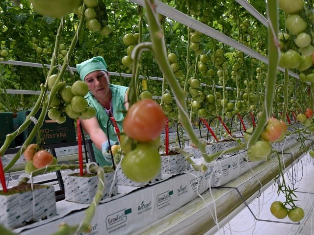 В тепличном комплексе Курской области планируют вырастить 296 тонн огурцов и 5 тысяч тонн томатов в 2023 году