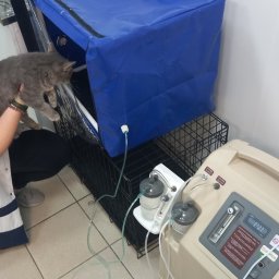 В Курске у 35% собак наблюдаются заболевания опорно-двигательного аппарата В Курске у 35% собак наблюдаются заболевания опорно-двигательного аппарата