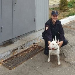 В Курске полицейские ищут хозяина бультерьера В Курске полицейские ищут хозяина бультерьера