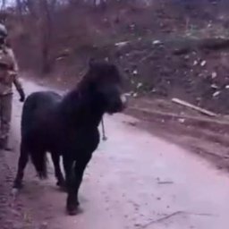 Морпех Севастополя спас пони из курского приграничья