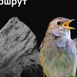 Курян просят отдать голос за маршрут «Соловьи и железо» Курян просят отдать голос за маршрут «Соловьи и железо»