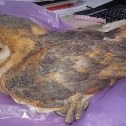 В Курской области обнаружили «странную» сову