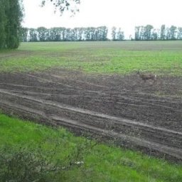 В Курской области мужчину лишили права охоты на год за убийство косули В Курской области мужчину лишили права охоты на год за убийство косули