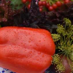 В Курской области в феврале подешевели яйца, грибы и перец В Курской области в феврале подешевели яйца, грибы и перец