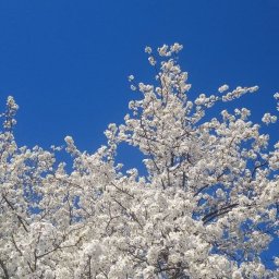 В Курской области во время пасхального перемирия в полдень зазвучали сирены