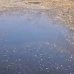 В Курской области разбираются в ситуации со сбросом нечистот в реку Сейм
