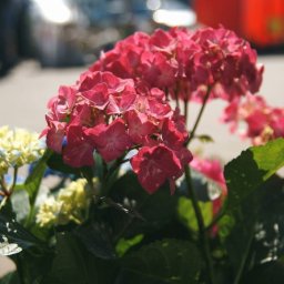 В Курске стартовала садовая выставка-ярмарка В Курске стартовала садовая выставка-ярмарка