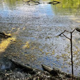 В Курской области отобрали пробы воды в месте "сброса нечистот" в реке Сейм В Курской области отобрали пробы воды в месте "сброса нечистот" в реке Сейм
