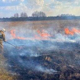 В Курском районе установили поджигателя сухой травы В Курском районе установили поджигателя сухой травы