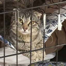 Волонтеры просят курян приютить кошек из приграничья