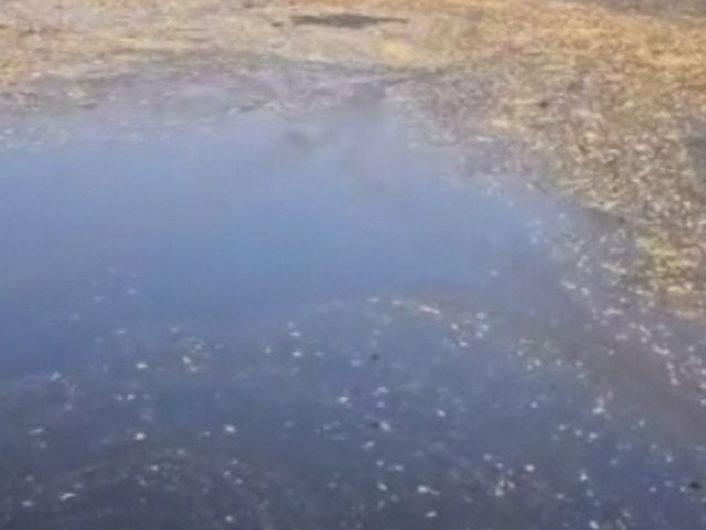 В Курской области разбираются в ситуации со сбросом нечистот в реку Сейм