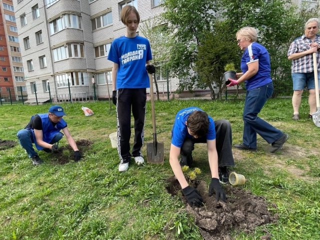 Курские молодогвардейцы поучаствовали во всероссийском проекте «Кедры России»