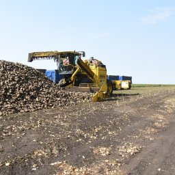 В Курской области заморозки до -6 уничтожили 2,5 тысячи гектаров свеклы В Курской области заморозки до -6 уничтожили 2,5 тысячи гектаров свеклы