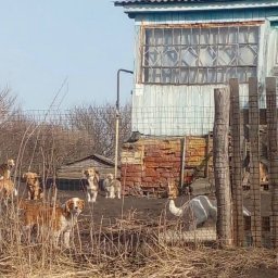 В Курской области суд обязал мужчину вакцинировать от бешенства 21 собаку