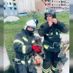 В Курске на улице Евгения Клевцова пожарные спасли щенка из-под плиты