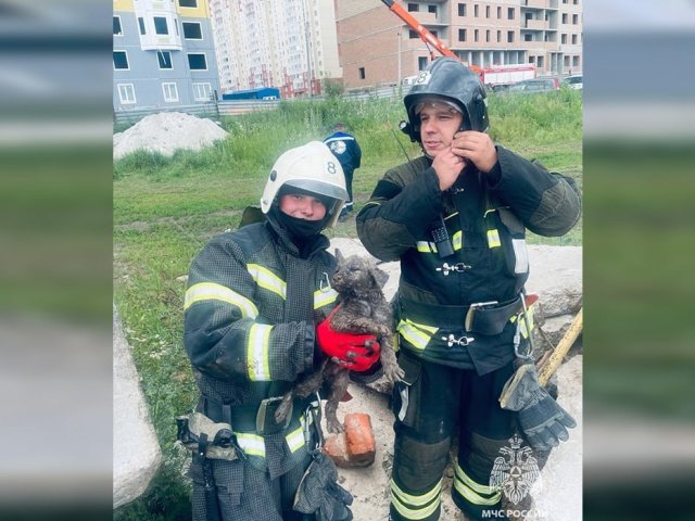 В Курске на улице Евгения Клевцова пожарные спасли щенка из-под плиты