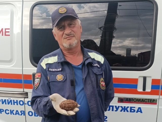 В Курске обнаружили гранату Ф-1 времен Великой Отечественной войны
